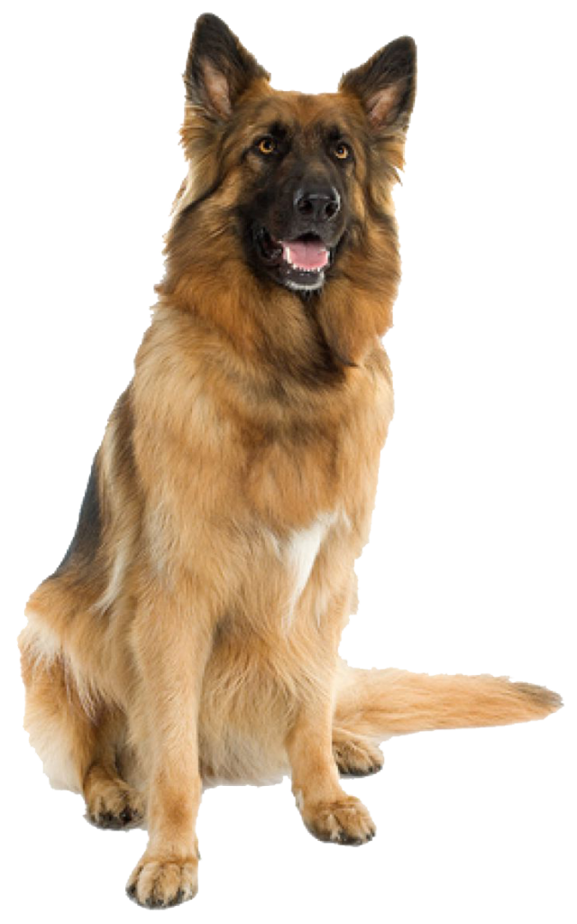 Large sitting Dog